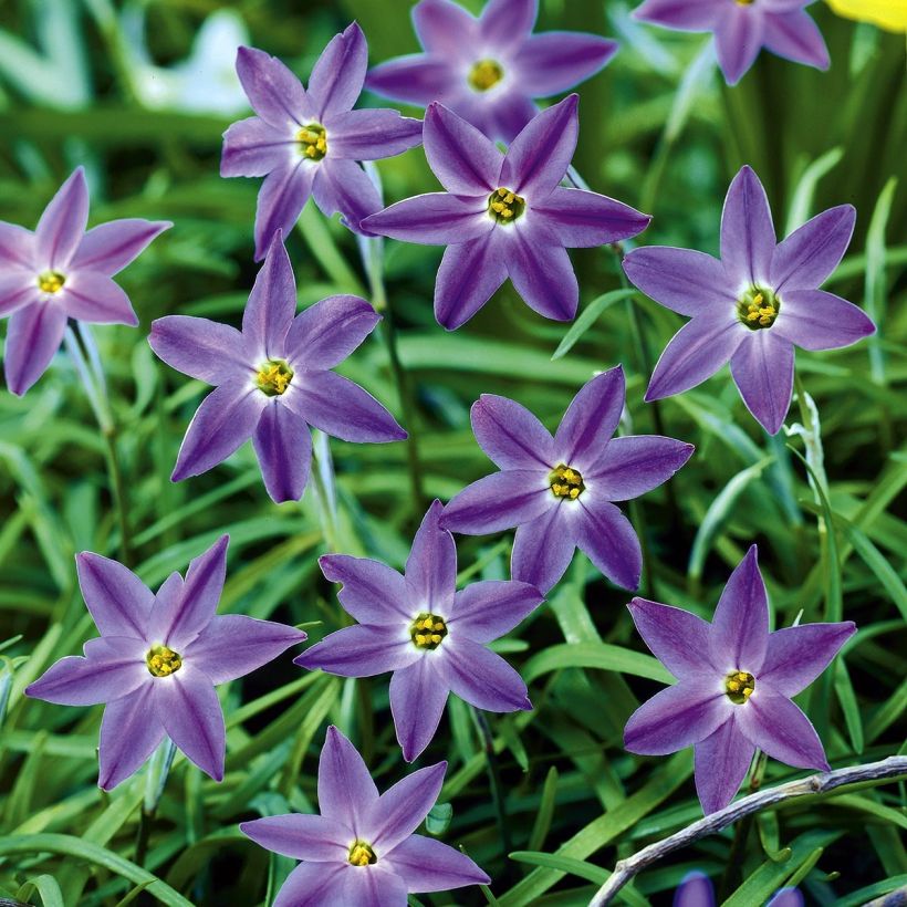 Ipheion uniflorum Froyle Mill (Flowering)