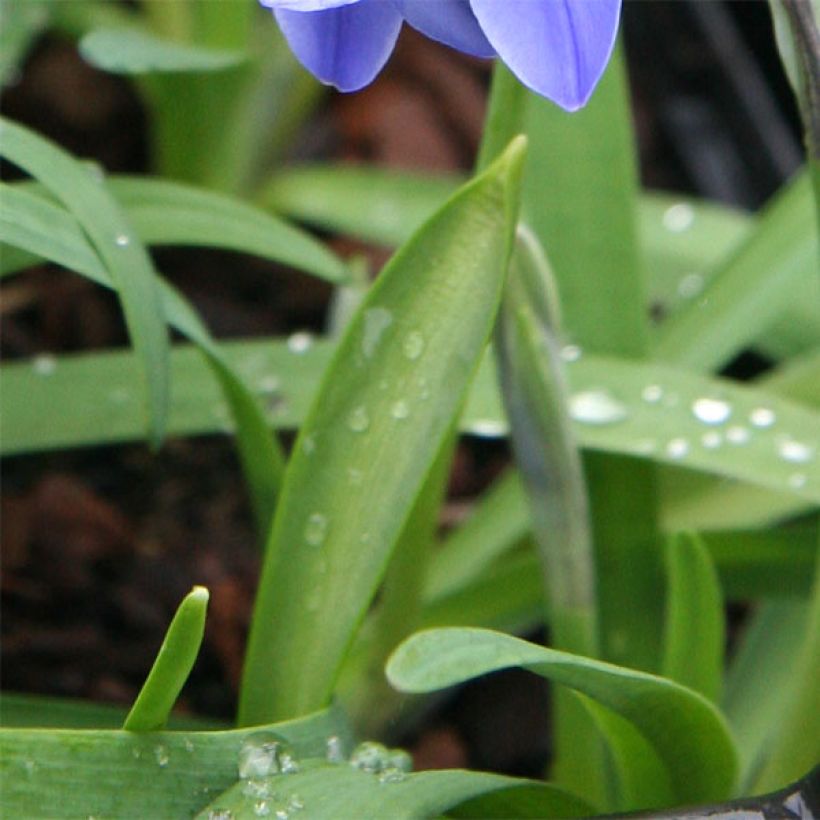 Ipheion uniflorum Jessie (Foliage)