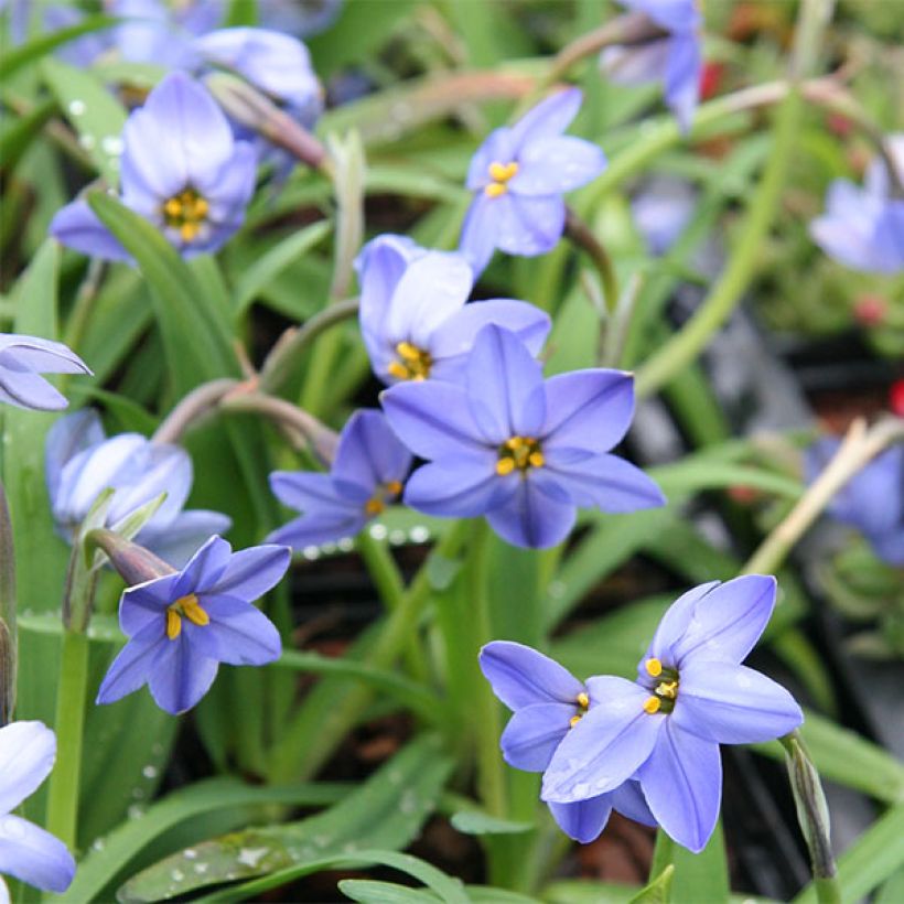 Ipheion uniflorum Jessie (Flowering)