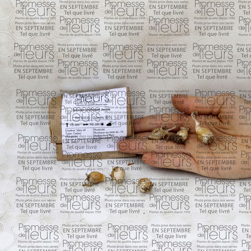Example of Ipheion uniflorum Jessie Bulb size I specimen as delivered