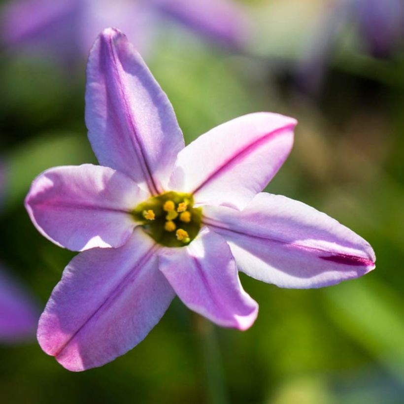 Ipheion uniflorum Tessa (Flowering)