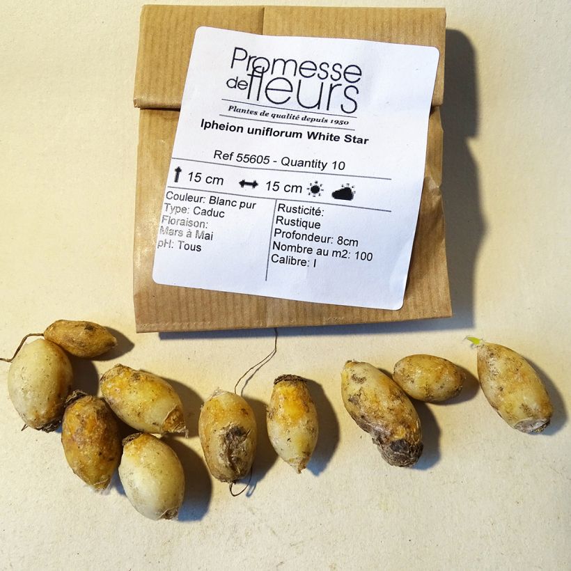 Example of Ipheion uniflorum White Star Bulb size I specimen as delivered