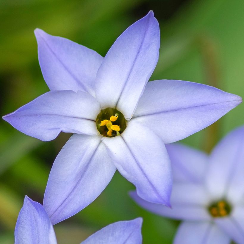 Ipheion uniflorum Wisley Blue (Flowering)