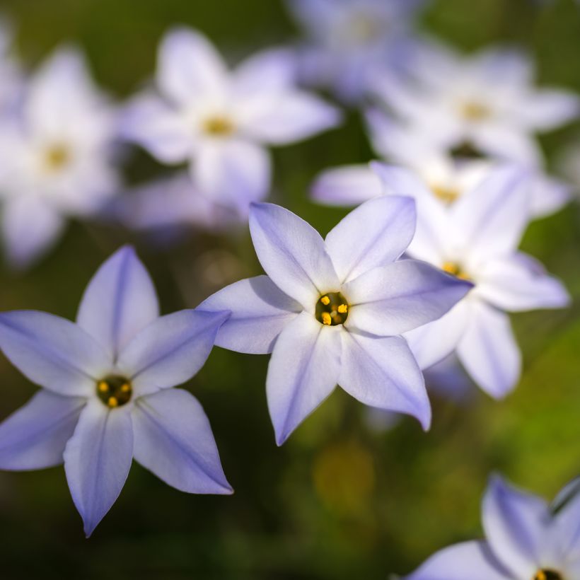 Ipheion uniflorum  (Flowering)