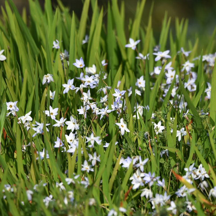 Ipheion uniflorum  (Plant habit)