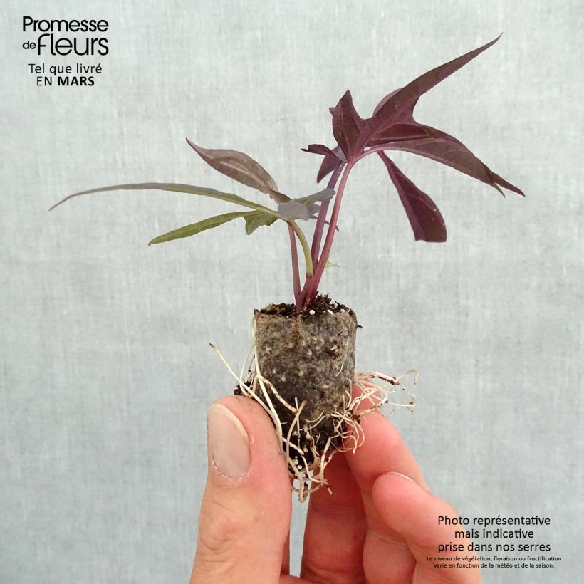 Ipomoea Illusion Midnight Lace Plug plant 3/4cm sample as delivered in spring