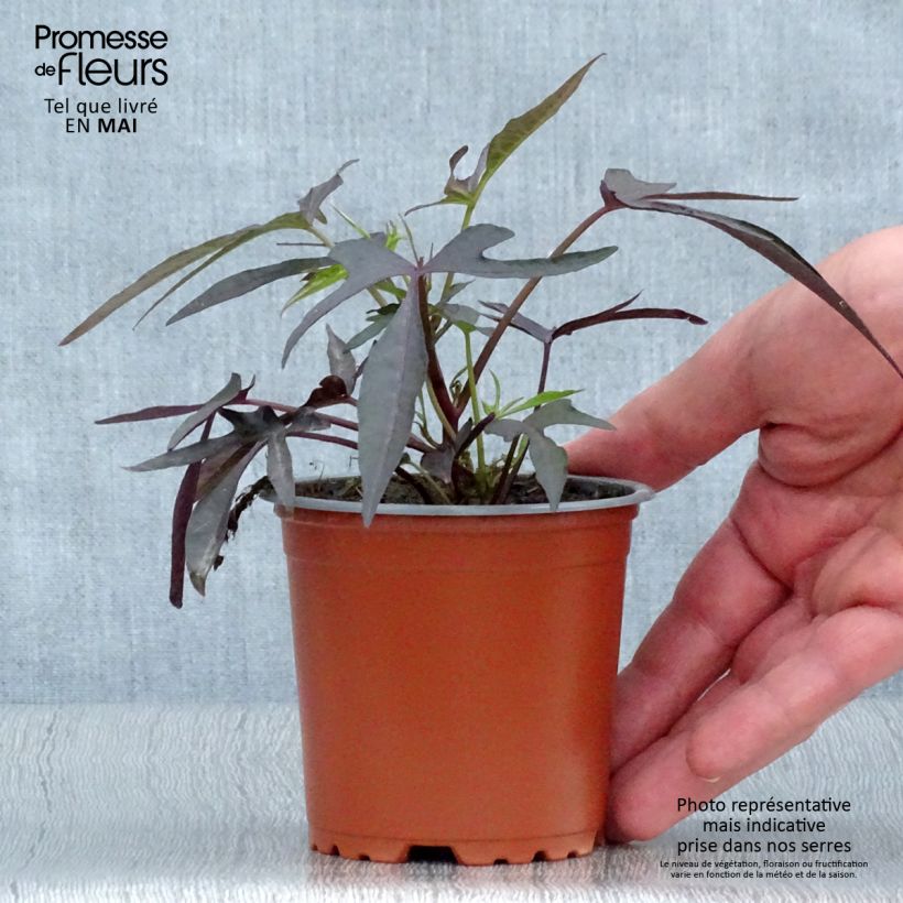 Ipomoea Illusion Midnight Lace 8/9 cm pot sample as delivered in spring