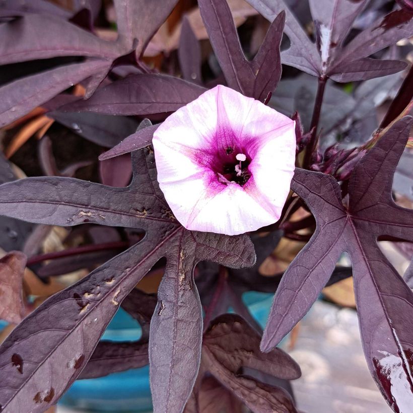 Ipomoea Illusion Midnight Lace (Flowering)