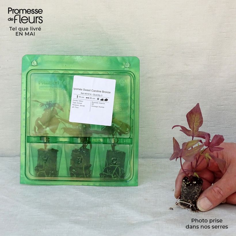Sweet Potato Sweet Caroline Bronze - Ipomoea batatas Plug plant 3/4cm sample as delivered in spring