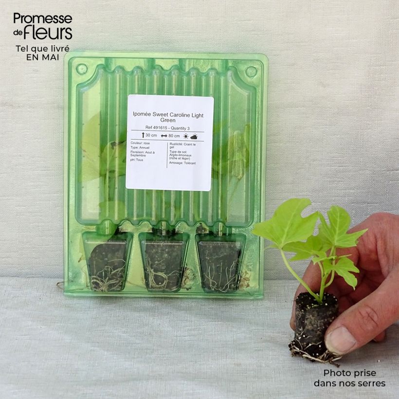 Sweet Potato Sweet Caroline Light Green - Ipomoea batatas Plug plant 3/4cm sample as delivered in spring
