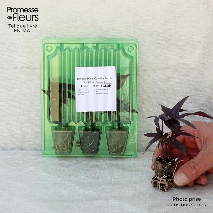 Sweet Potato Sweet Caroline Purple - Ipomoea batatas Plug plant 3/4cm sample as delivered in spring