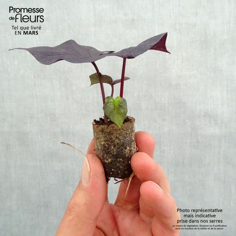 Sweet Potato Jet Black - Ipomoea batatas Plug plant 3/4cm sample as delivered in spring
