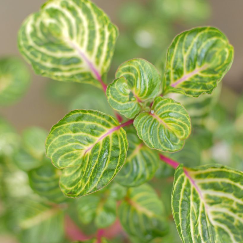 Iresine herbstii - Bloodleaf plant (Foliage)
