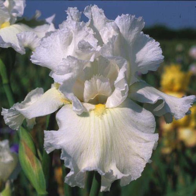 Iris germanica Arctic Age - Bearded Iris (Flowering)