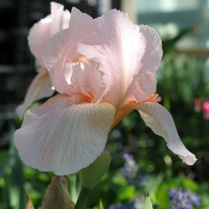 Iris Edward of Windsor - Bearded Iris (Flowering)