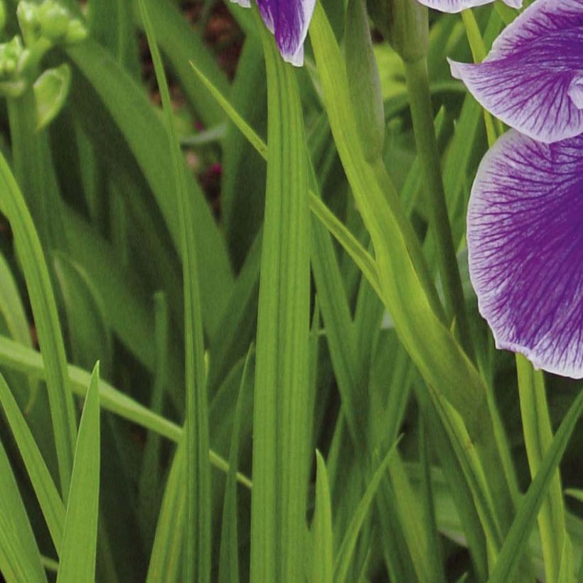 Iris ensata Crystal Halo - Japanese Water Iris (Foliage)