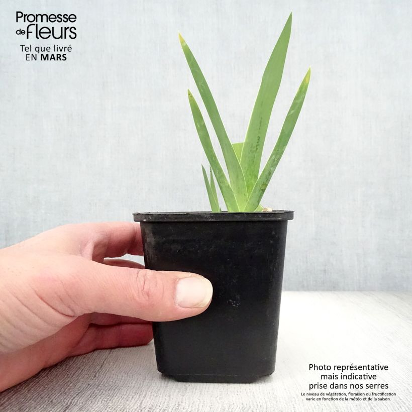 Iris germanica Cimmaron Strip 8/9 cm pot sample as delivered in spring