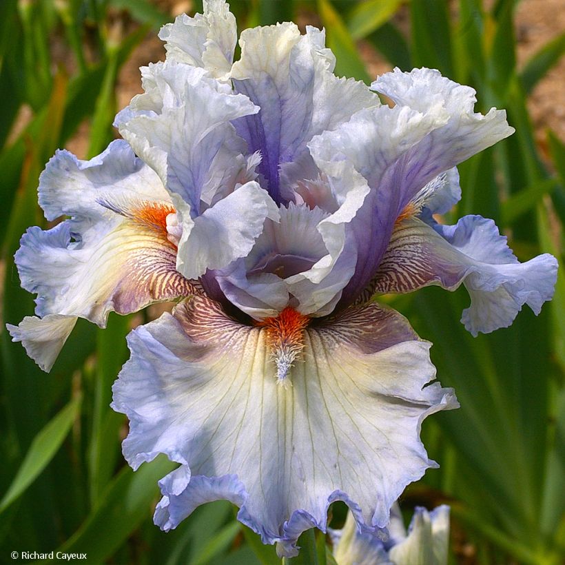 Iris germanica Buvard - Bearded Iris (Flowering)