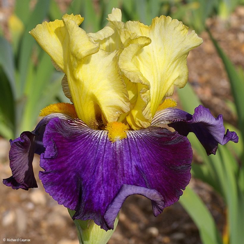 Iris germanica Je Vole (Flowering)