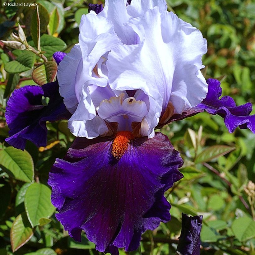 Iris germanica Magnetisme (Flowering)