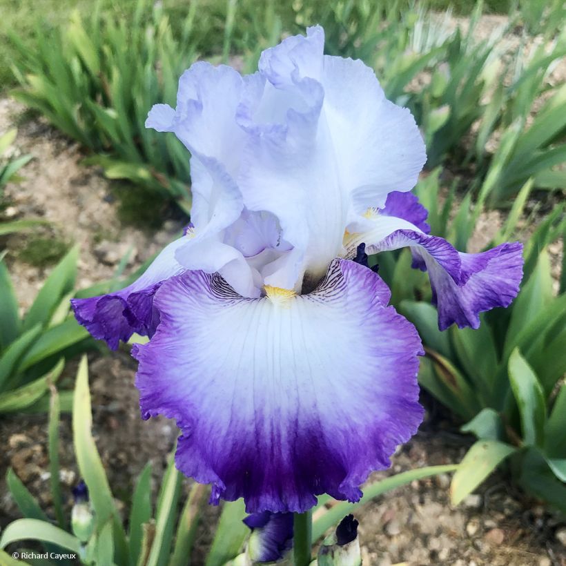 Iris Pastel Printanier - Tall Bearded Iris (Flowering)