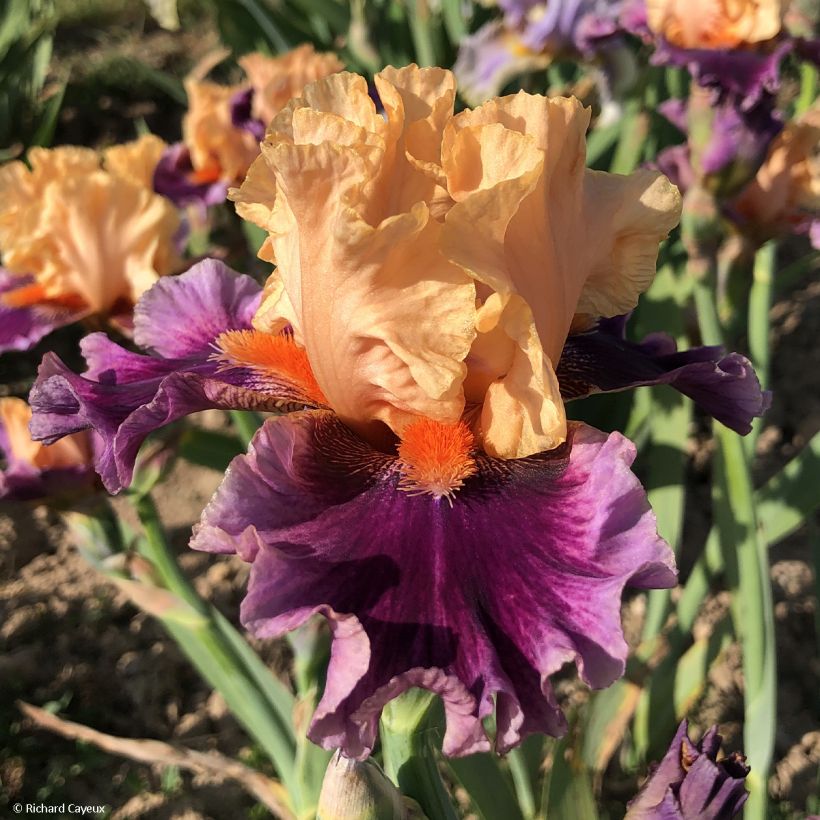 Iris germanica So beau - Bearded Iris (Flowering)