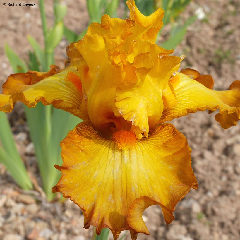 Iris Souffle Chaud - Tall Bearded Iris (Flowering)