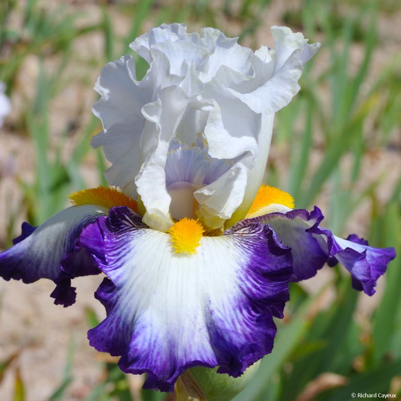 Iris Virgule - Tall Bearded Iris (Flowering)