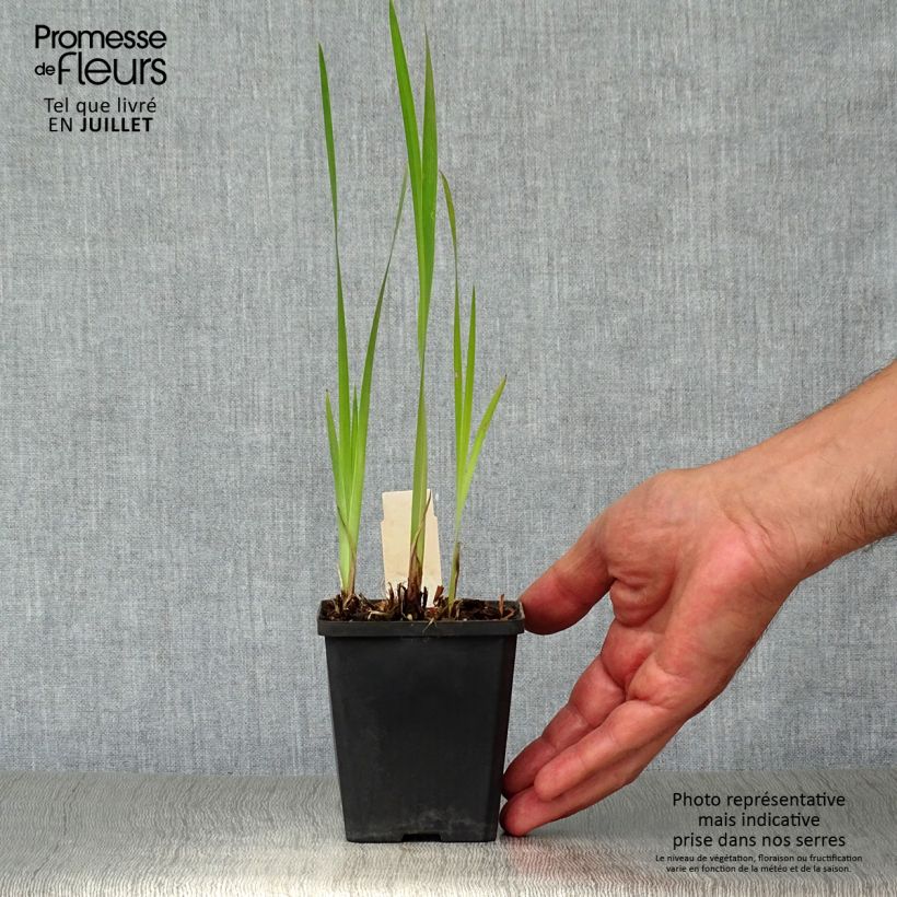 Iris sibirica Harpswell Happiness - Siberian Iris 8/9 cm pot sample as delivered in summer
