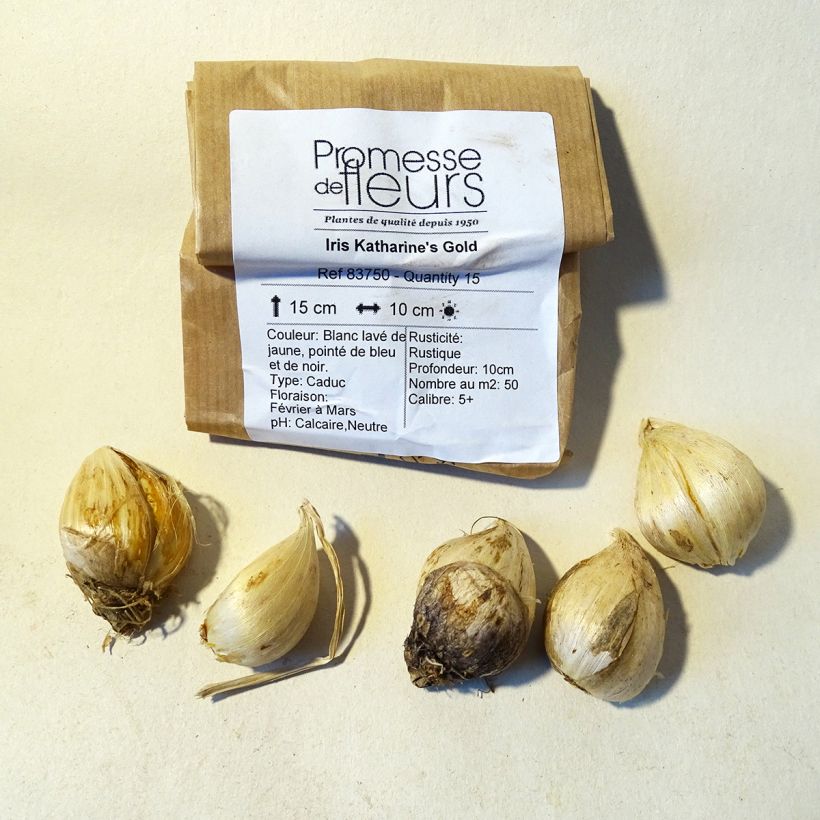 Example of Iris histrioides Katharines Gold Bulb size 6+ specimen as delivered