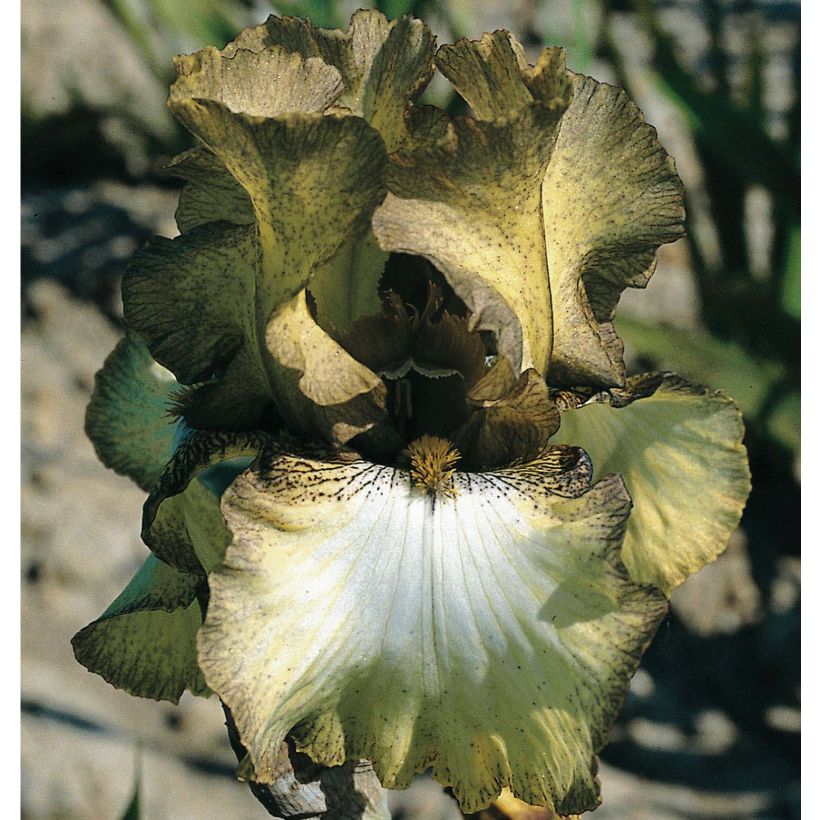 Iris Patina - Tall Bearded Iris (Flowering)