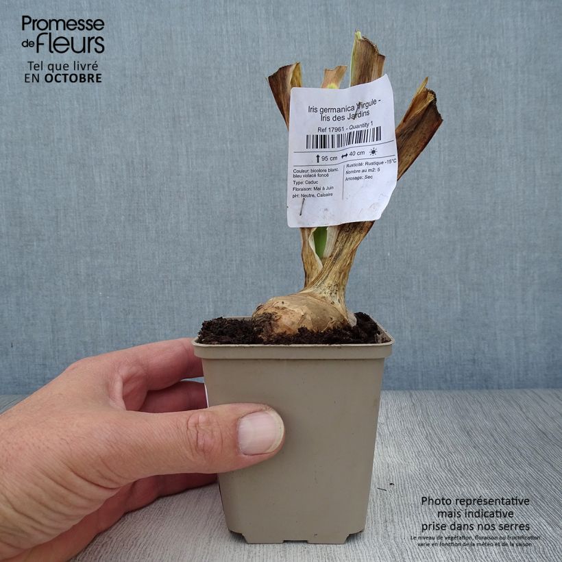 Iris Virgule - Tall Bearded Iris 8/9 cm pot sample as delivered in autumn