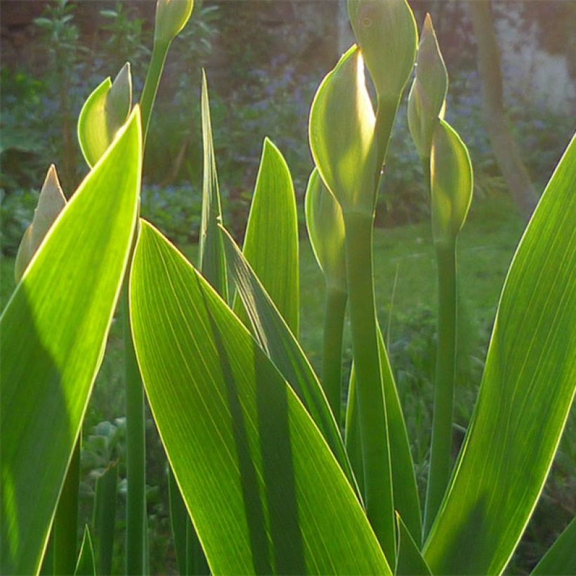 Iris Maui Moonlight - Bearded Iris (Foliage)