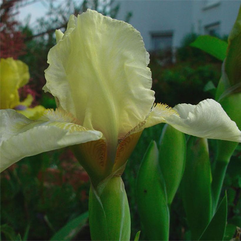 Iris Maui Moonlight - Bearded Iris (Flowering)