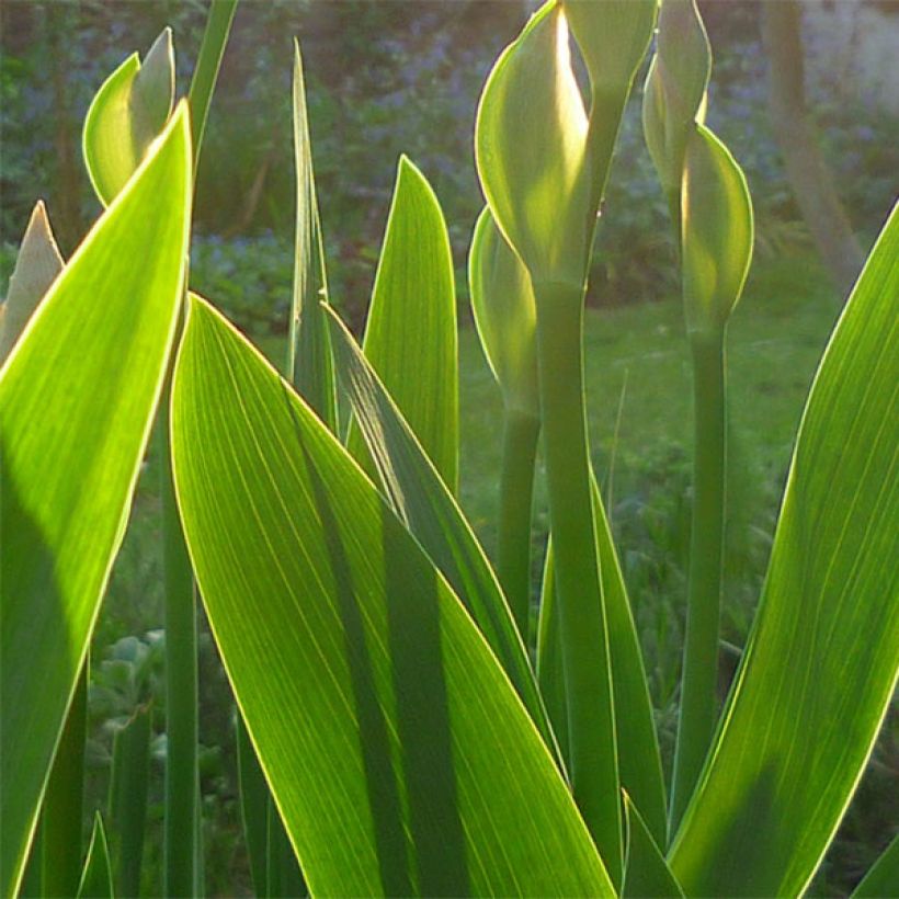 Bearded Iris Superstition (Foliage)