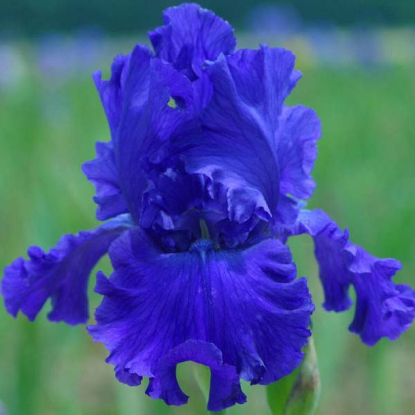 Iris germanica Blue Crusader - Bearded Iris (Flowering)
