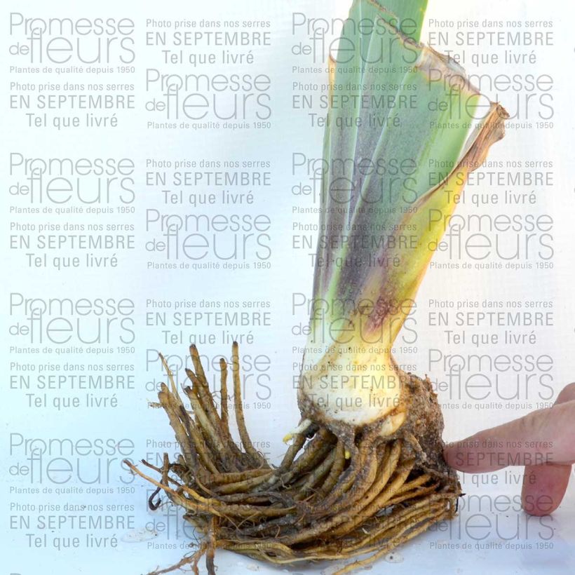 Example of Iris germanica Blue Crusader - Bearded Iris specimen as delivered