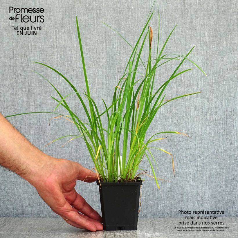 Iris chrysographes Black Knight - Black Iris 8/9 cm pot sample as delivered in summer