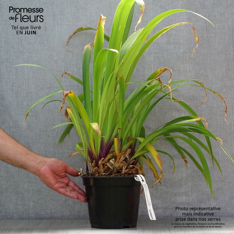 Iris confusa Martyn Rix 3L/4L pot sample as delivered in summer