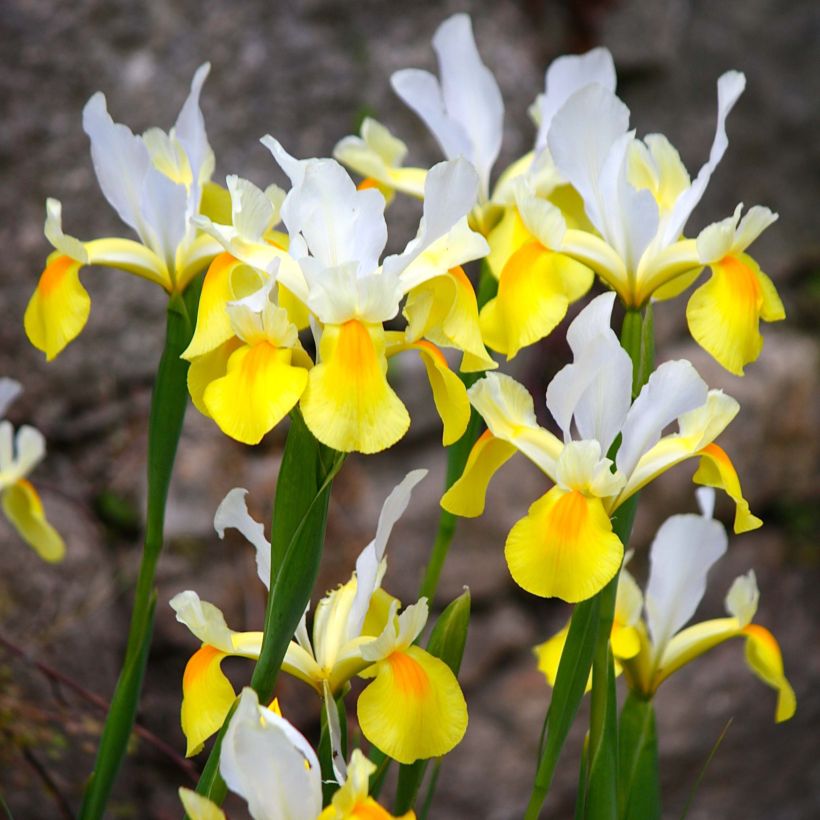 Iris x hollandica Apollo (Flowering)