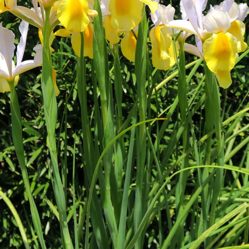 Iris x hollandica Apollo (Foliage)