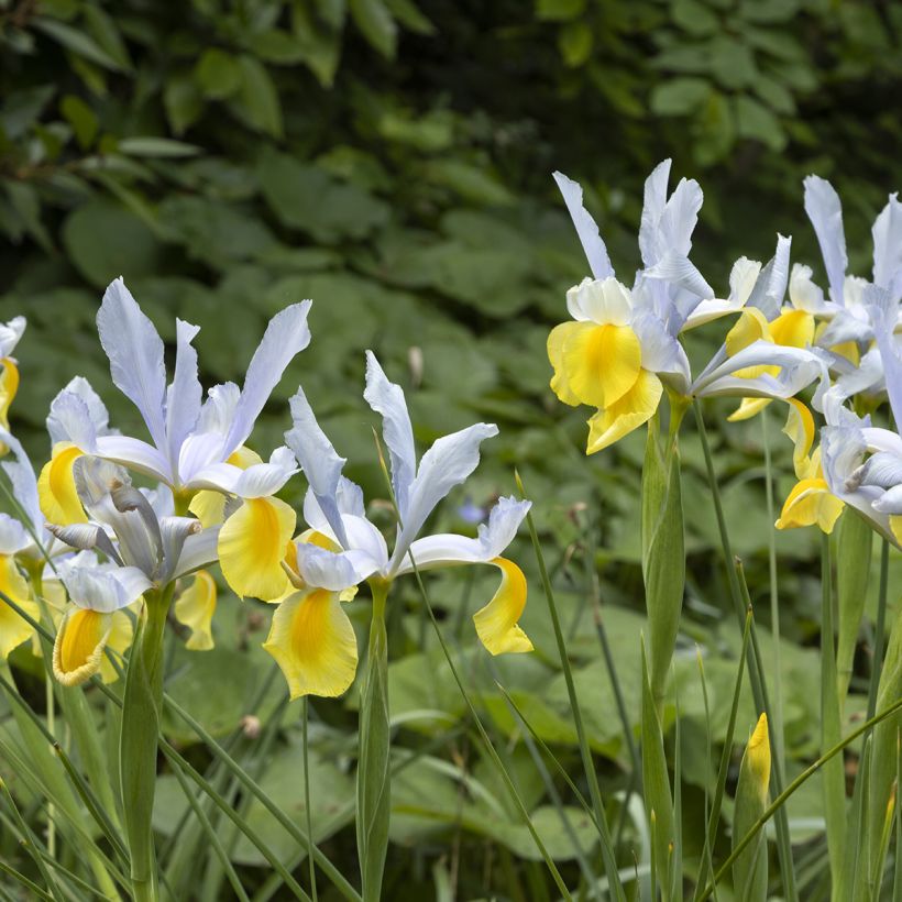 Iris x hollandica Apollo (Plant habit)