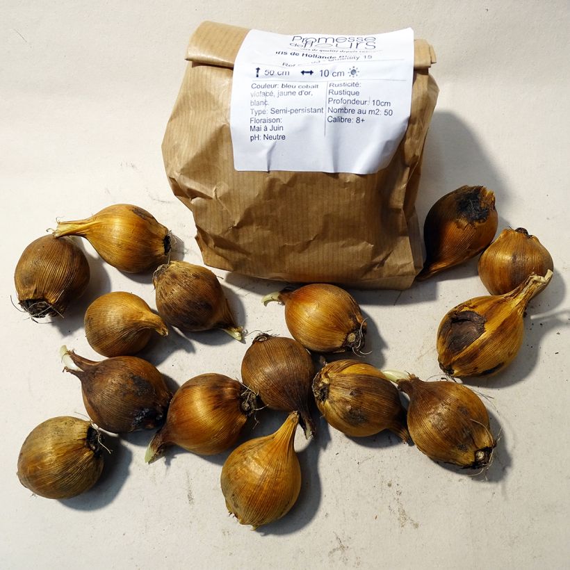 Example of Iris hollandica Blue Magic - Dutch Iris Bulb size 8 specimen as delivered