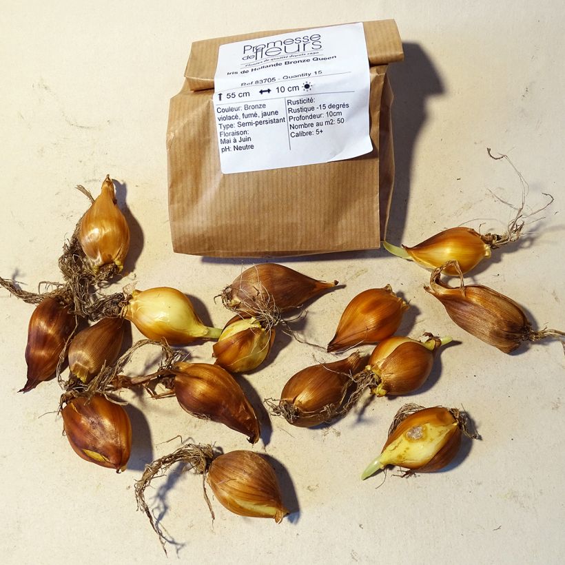 Example of Iris x hollandica Bronze Queen Bulb size 8+ specimen as delivered