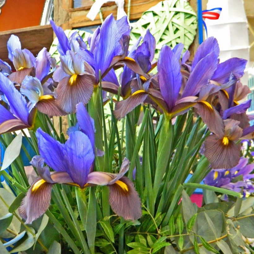 Iris hollandica Eye of the Tiger - Dutch Iris (Plant habit)