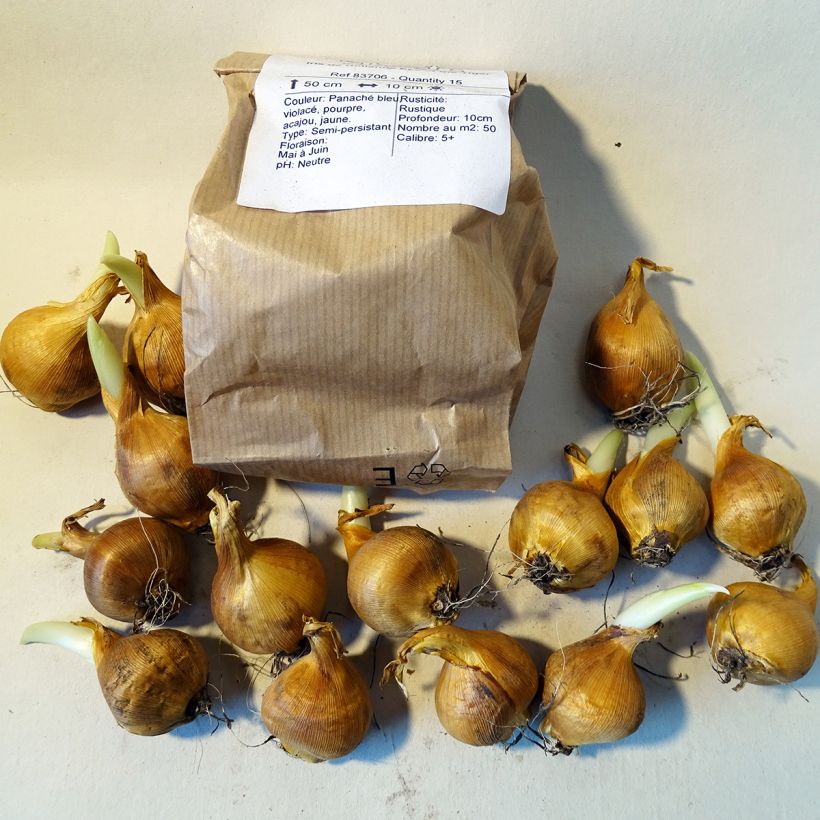Example of Iris hollandica Eye of the Tiger - Dutch Iris Bulb size 6+ specimen as delivered