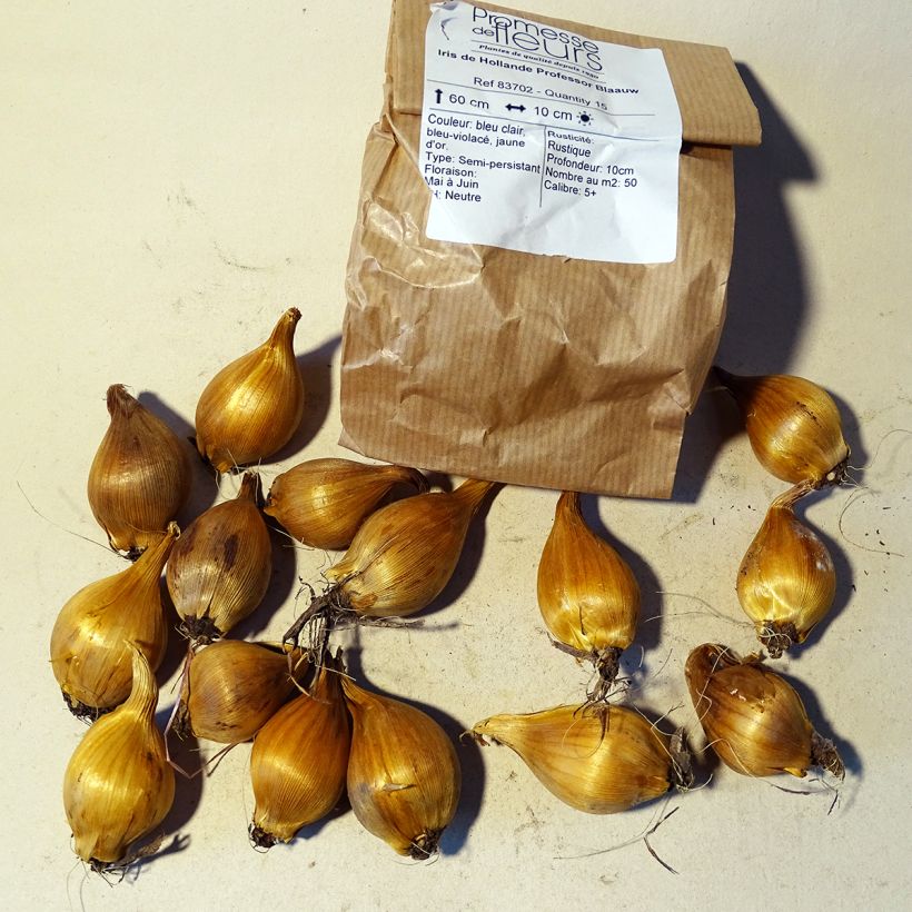 Example of Iris x hollandica Professor Blaauw Bulb size 9 specimen as delivered