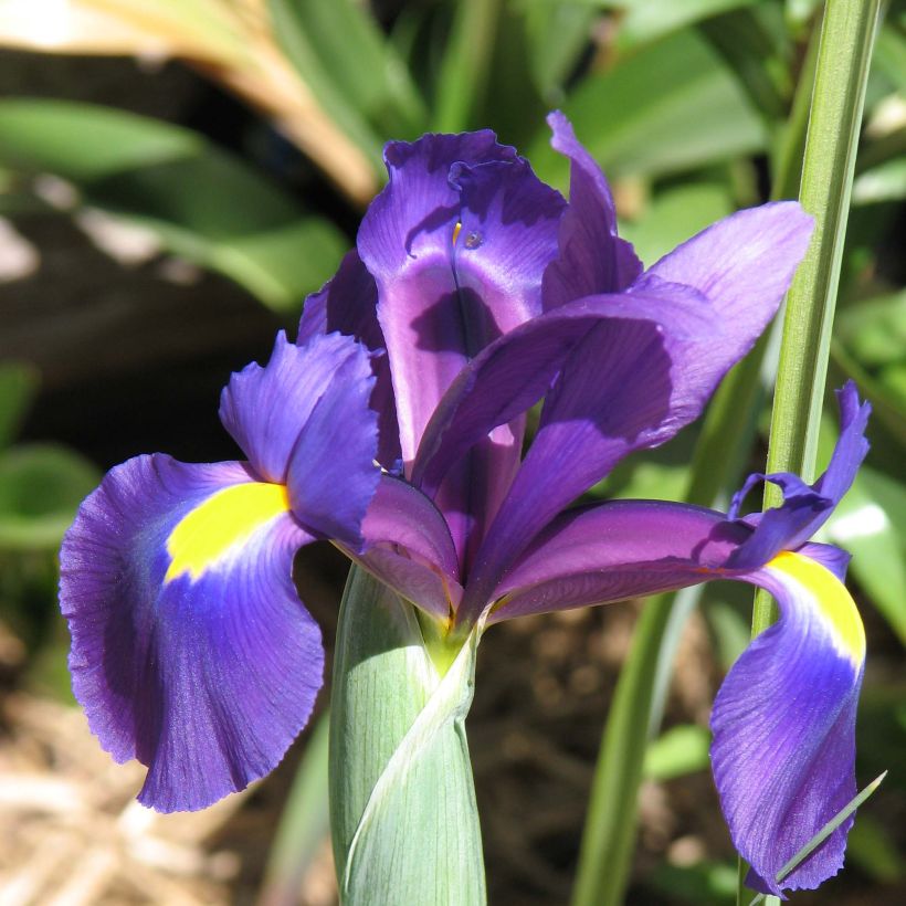 Iris x hollandica Purple Sensation (Flowering)