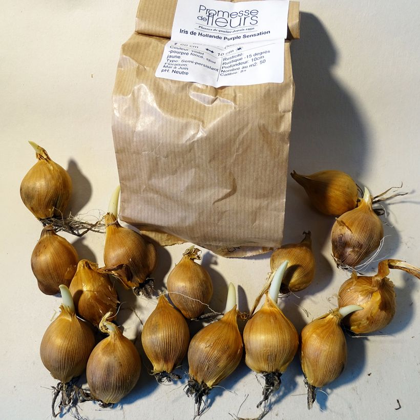 Example of Iris x hollandica Purple Sensation Bulb size 8+ specimen as delivered