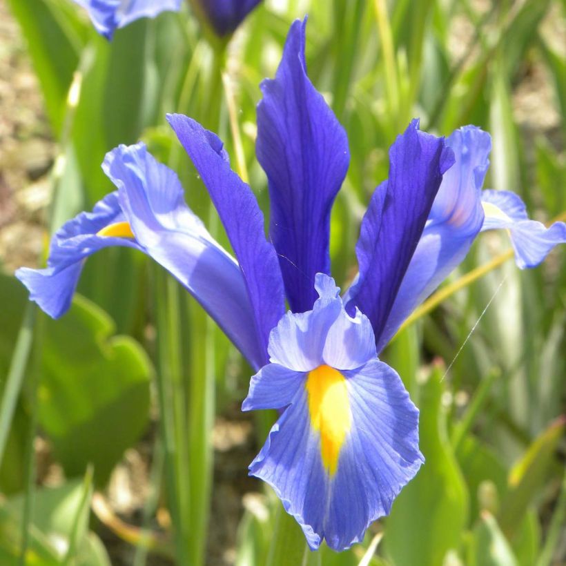 Iris x hollandica Sapphire Beauty (Flowering)